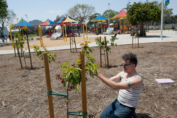 Fruit Activists Take Urban Gardens in a New Direction