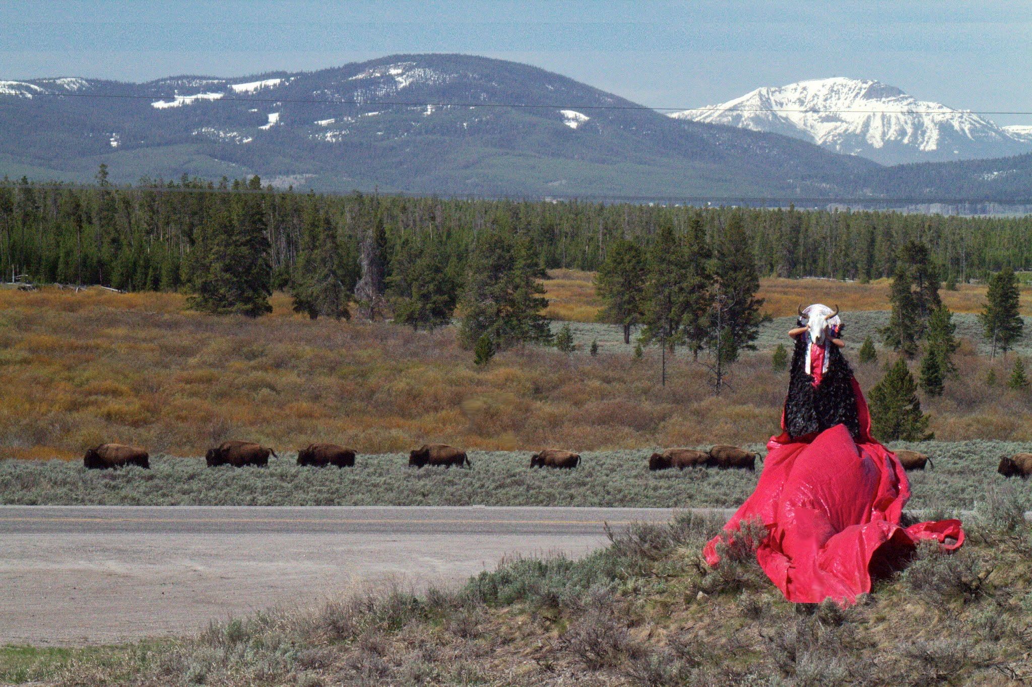 BUFFALO BLOOD