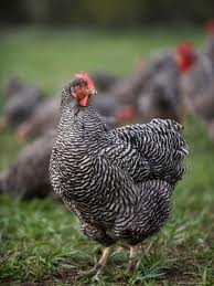 Animal activists celebrate as Lawrence blocks chicken art project