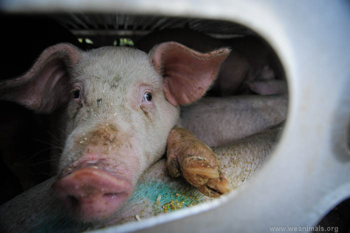 Weekly protest at the slaughterhouse