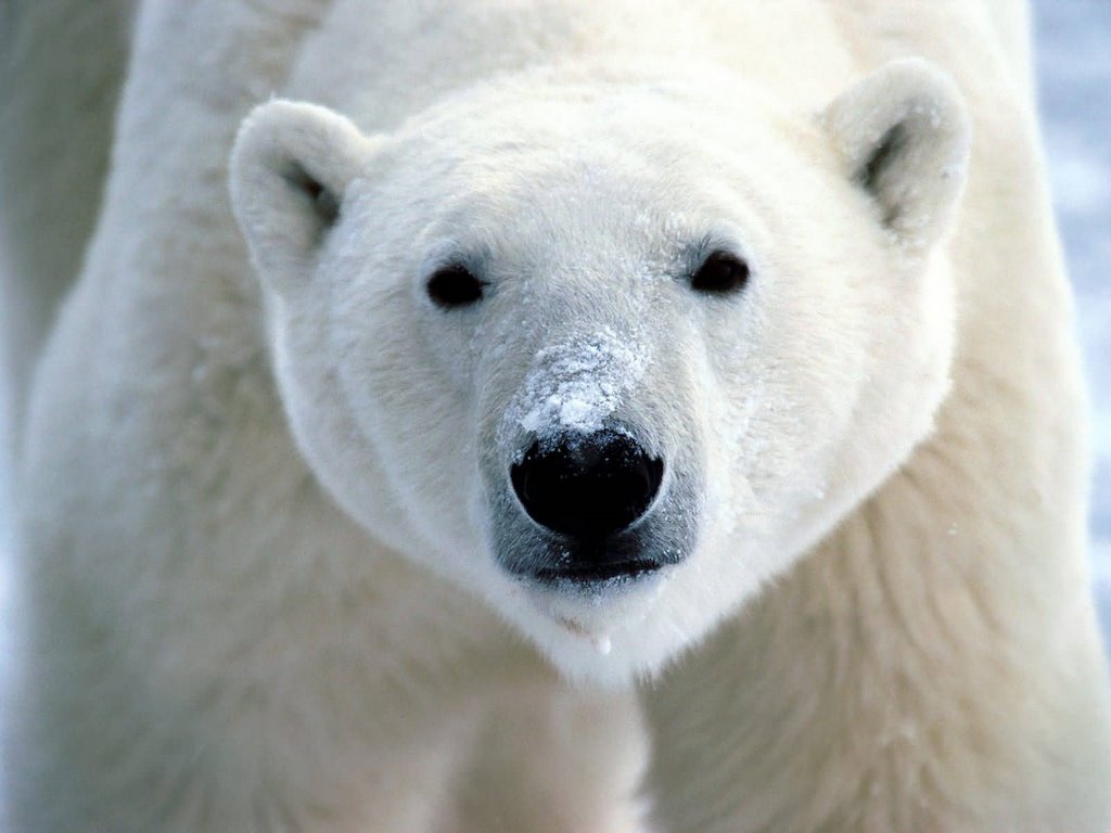 A Homeless Polar Bear In London
