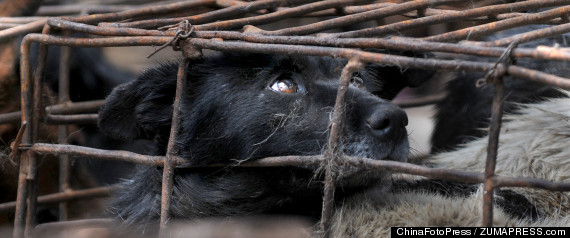 Over 500 Caged Dogs Rescued By Animal Lovers In China’s Yunnan Province