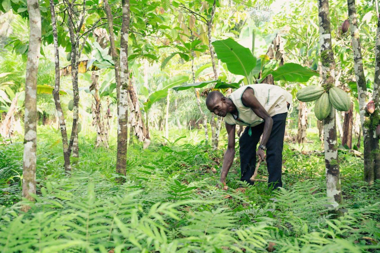 Conserving the Gola Rainforests: Sierra Leone and Liberia unite for a peaceful future