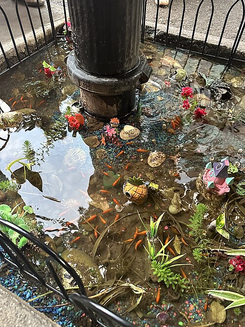Bed-Stuy Fish Pond