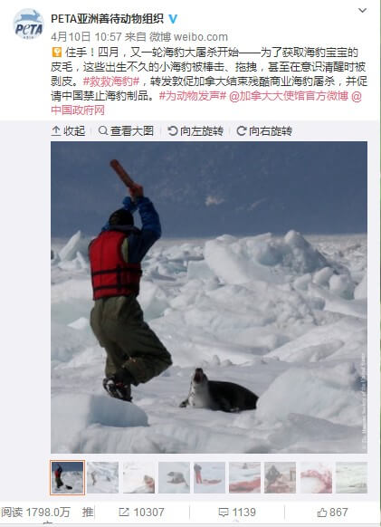 5 Ways PETA Asia Became an Animal Rights Groundbreaker in China