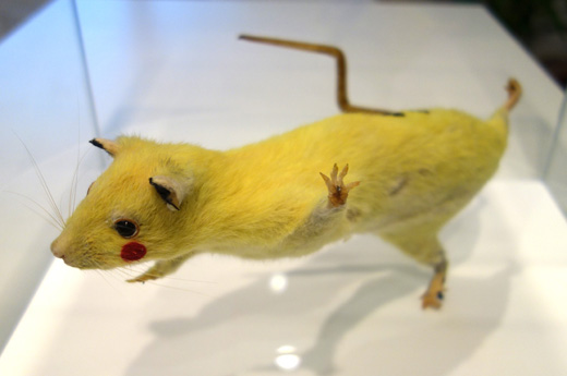 スーパー☆ラット (Super Rats)